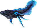 虚空鲸