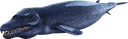 龙王鲸
