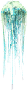 水母