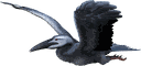 鱼鸟