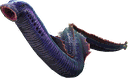 七鳃鳗