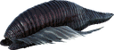 水蛭