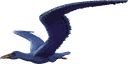 伪齿鸟