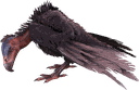秃鹫