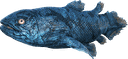 腔棘鱼