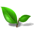 新鲜茶叶