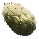 Z物种植物种子