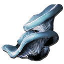 水生蘑菇